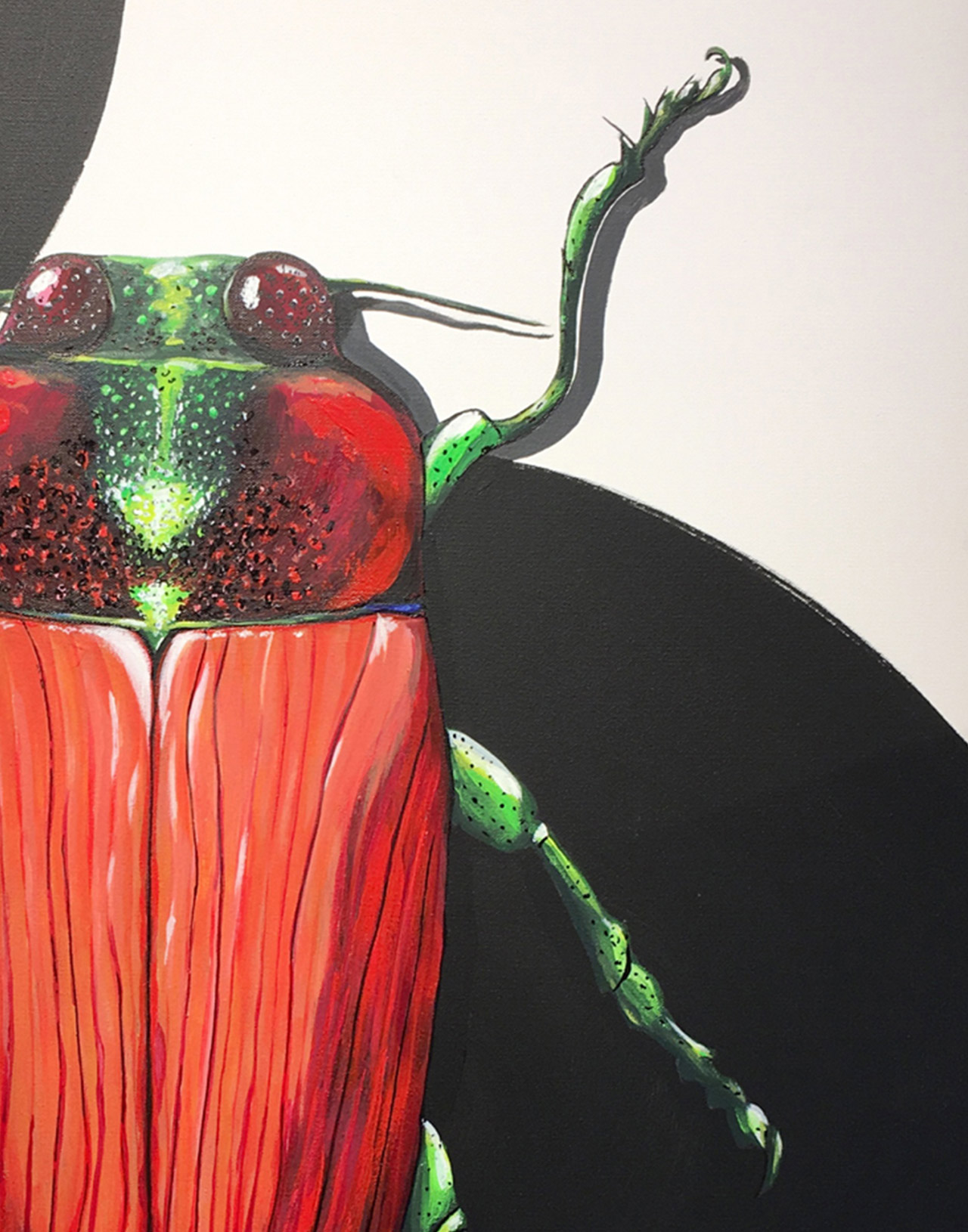 TEMOGNATHA CARPENTARIA. Claudia Fuchs