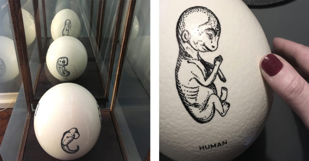 DIE PHASEN DER EMBRYO ENTWICKLUNG. Claudia Fuchs